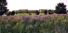 Native Prairie at Lucent Technologies