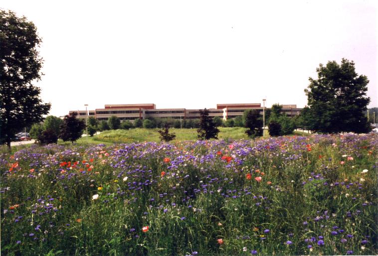 Native Prairie at Lucent Technologies
